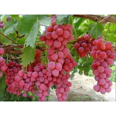 Winorośl. winogron MUSCAT NEW  różowy art. nr 267